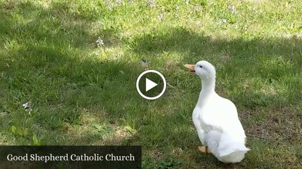 Good Shepherd Catholic Church - Russellville (Alabama)